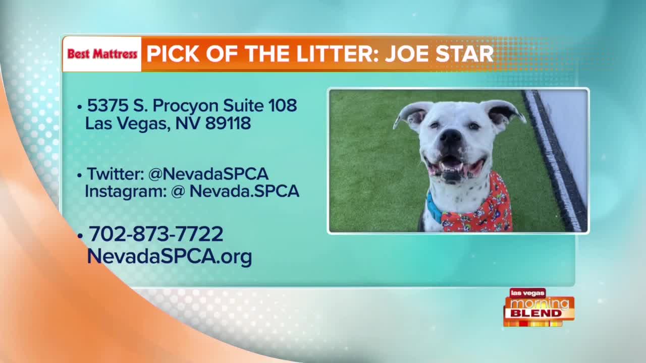 PICK OF THE LITTER Joe Star!