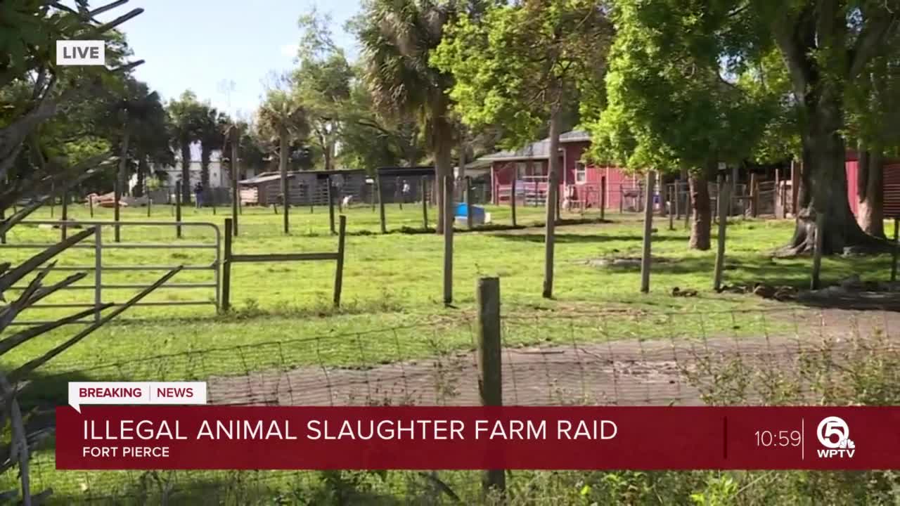Illegal slaughterhouse raided in St. Lucie County, sheriff's office says