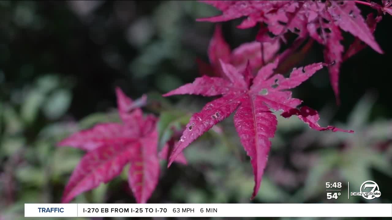 Colorado fall foliage this weekend Updated map shows best places to