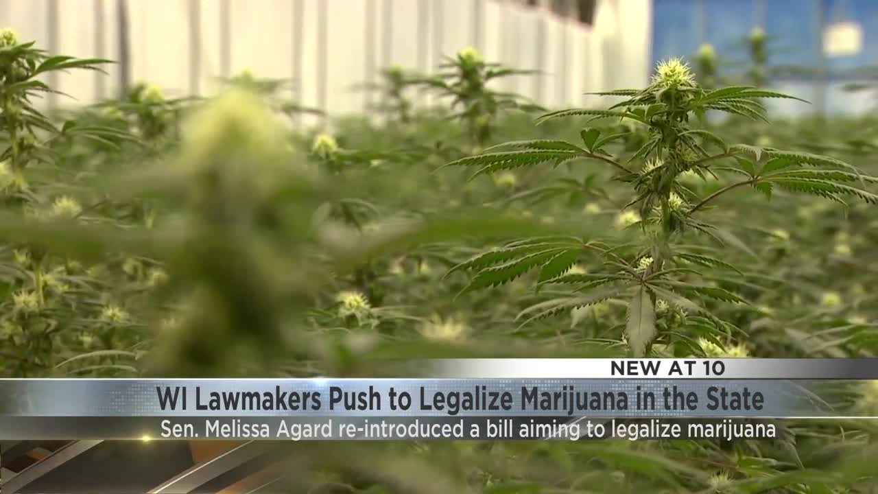 Democrats Re Introduce Bill To Legalize Marijuana In Wisconsin