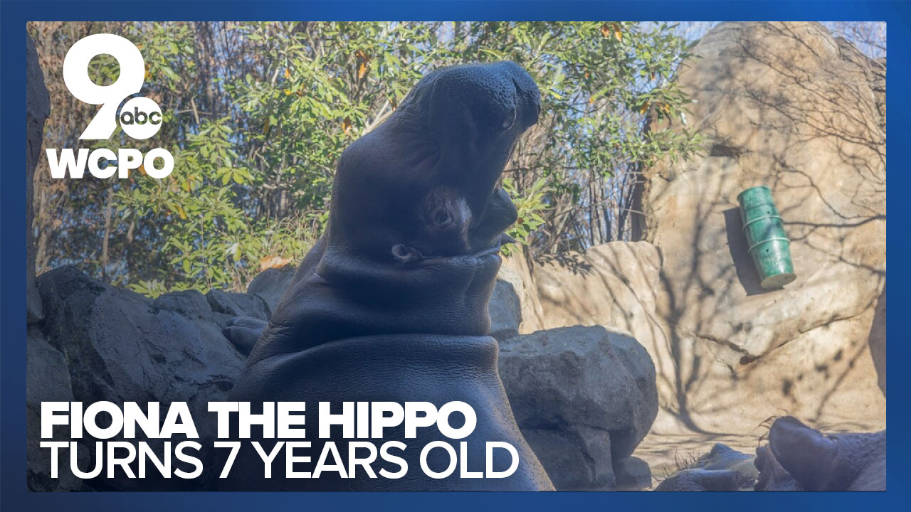 Fiona the hippo turns 7 years old today Here's how the zoo is celebrating