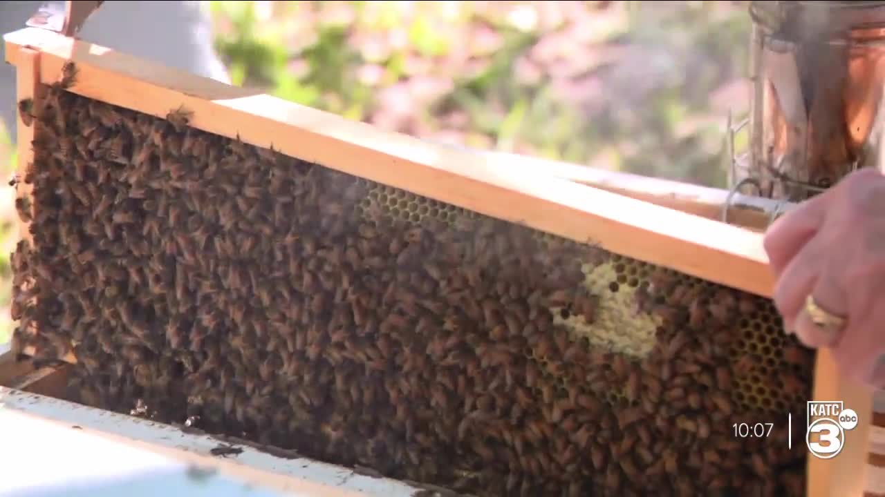 Despite severe weather conditions, Gueydan beekeepers are beeting the odds
