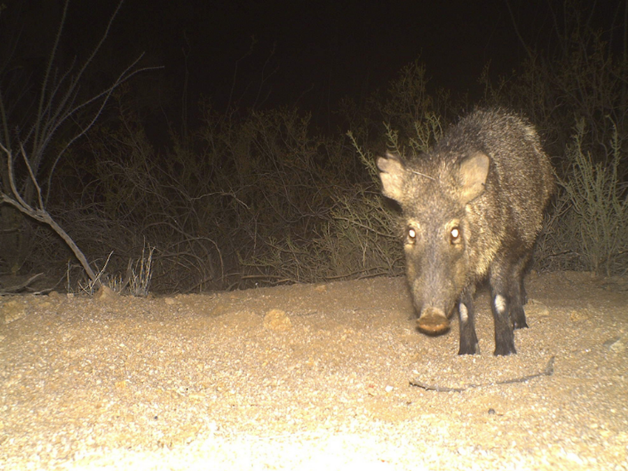 KEEP YOUR DISTANCE! Javelina found in Central Phoenix