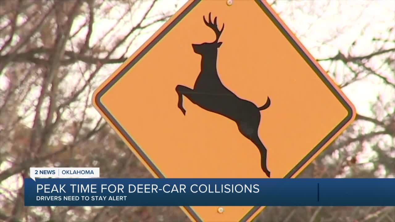 AAA Oklahoma Stay alert for possible deercar collisions