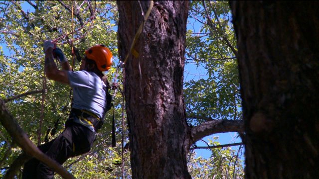 Climbers compete in Utah Tree Climbing Championship