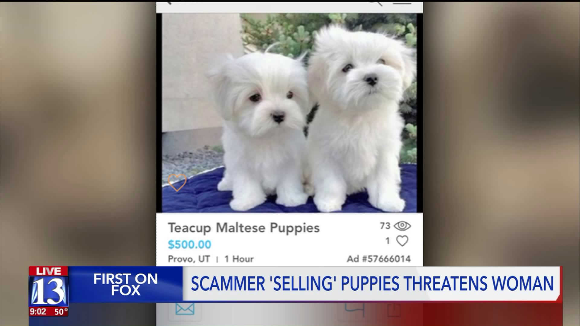 selling puppies online