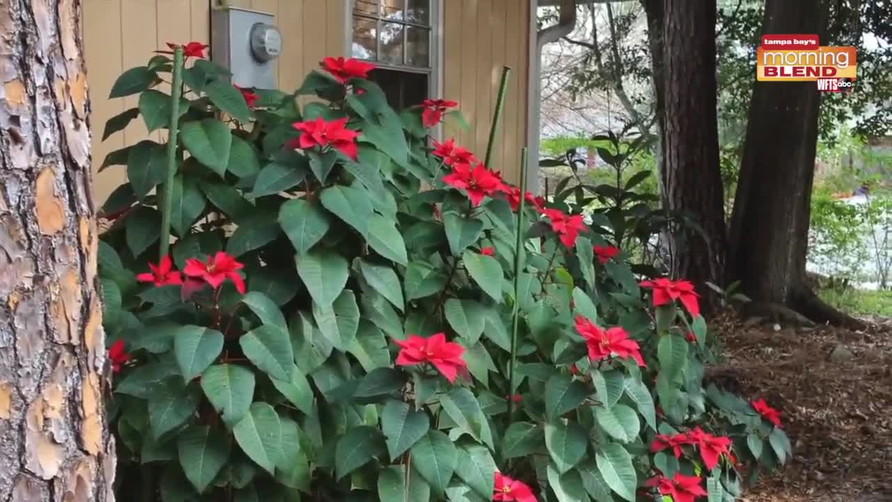 Keeping holiday plants alive and thriving