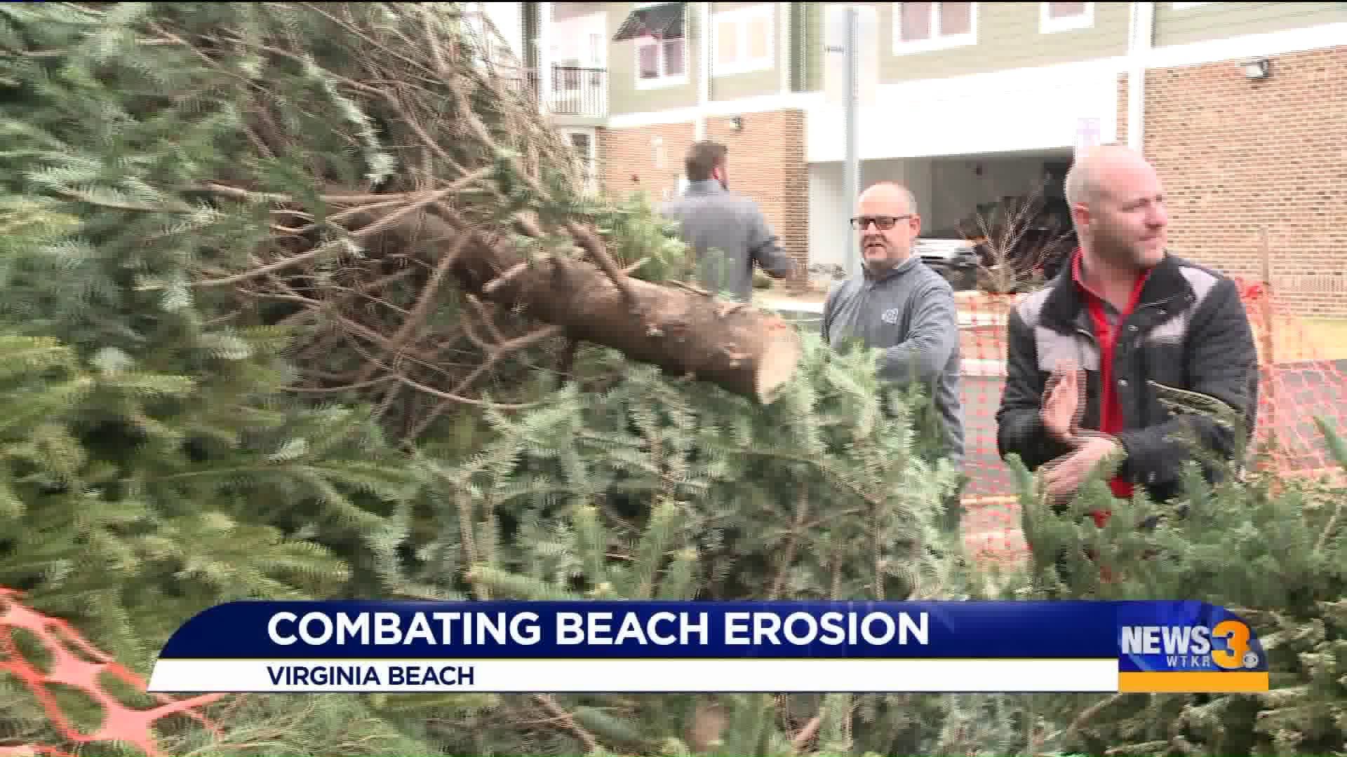 Recycled Christmas trees fight coastal erosion in Virginia Beach and