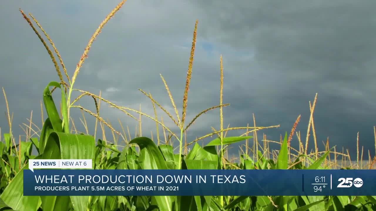 Wheat proves resilient and profitable for Texas farmers in 2021