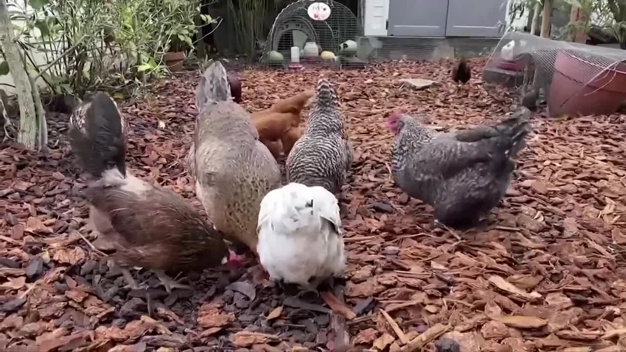 Proposed ordinance would allow chickens in Eaton Rapids