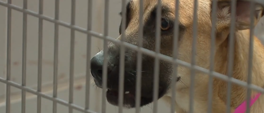 animal foundation lost pet