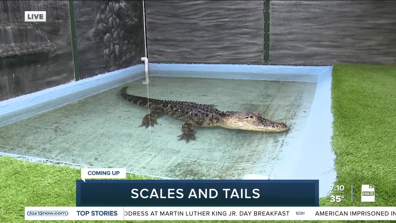 Scales and Tails in Kearns, Utah