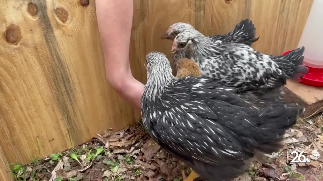 Menasha residents urban chickens to their backyards