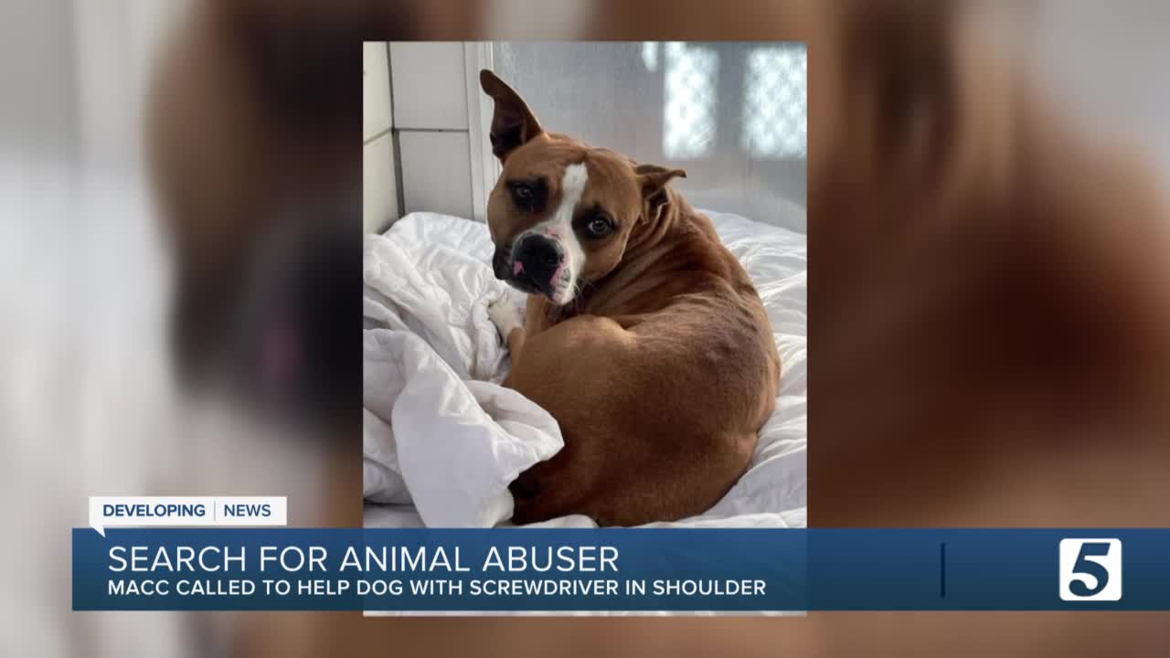 Dog found with screwdriver in its shoulder in Madison