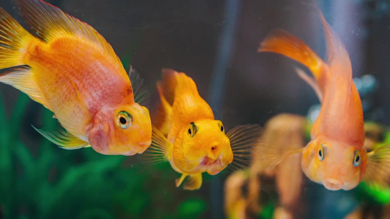 Hundreds of goldfish found illegally dumped in Utah pond - Vimarsana News