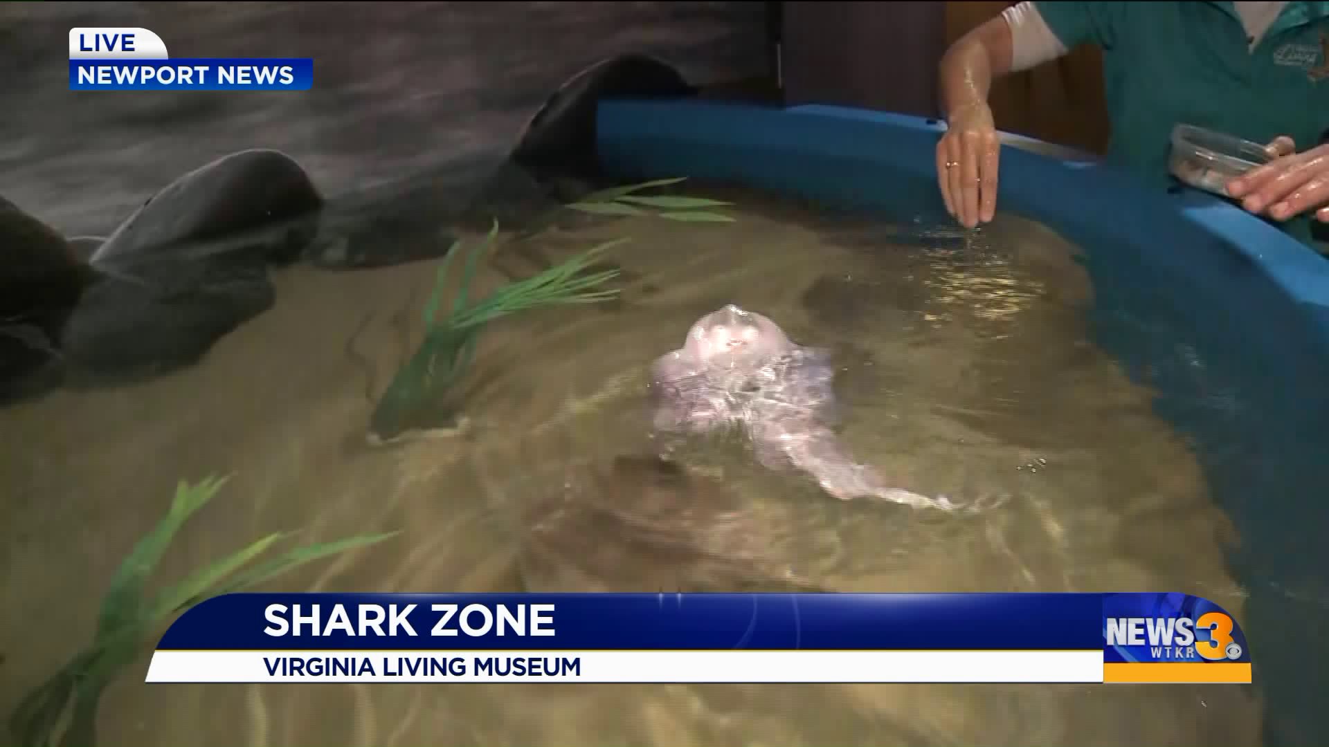 Virginia Living Museum’s Shark Zone exhibit aims to show predator in