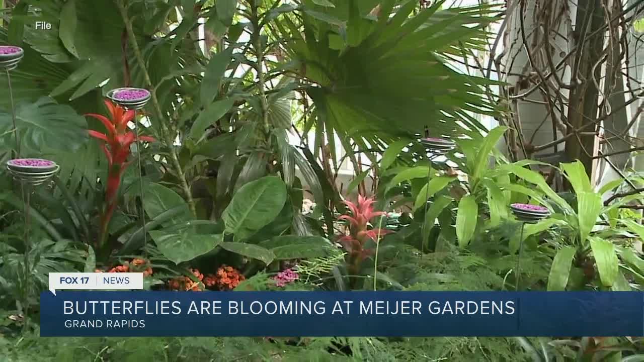 Butterfly, moth exhibit opens its 28th year at Frederik Meijer Gardens