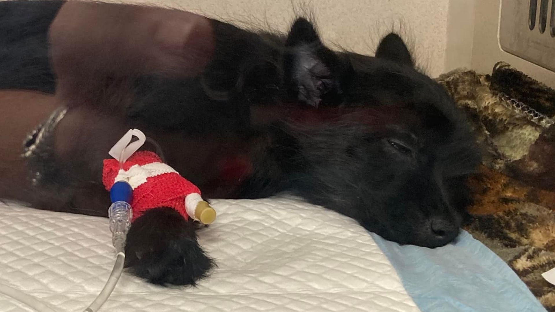 Salt Lake area shelter raising money for puppy thrown from car - Vimarsana News