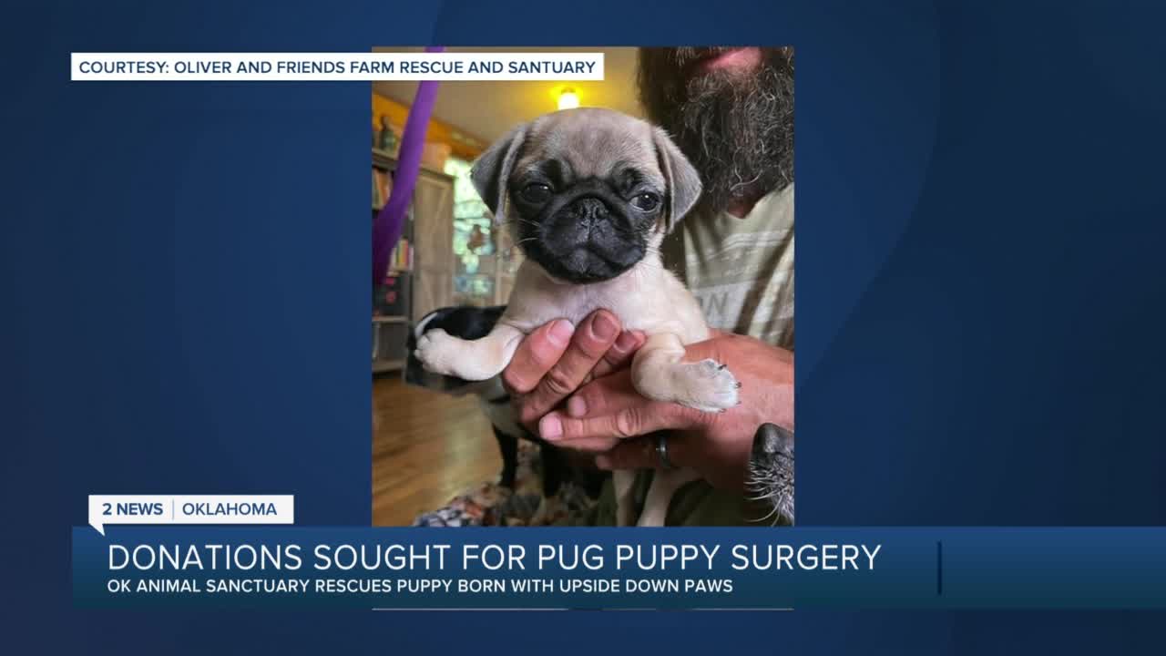 Can A Dog Die From Surgery