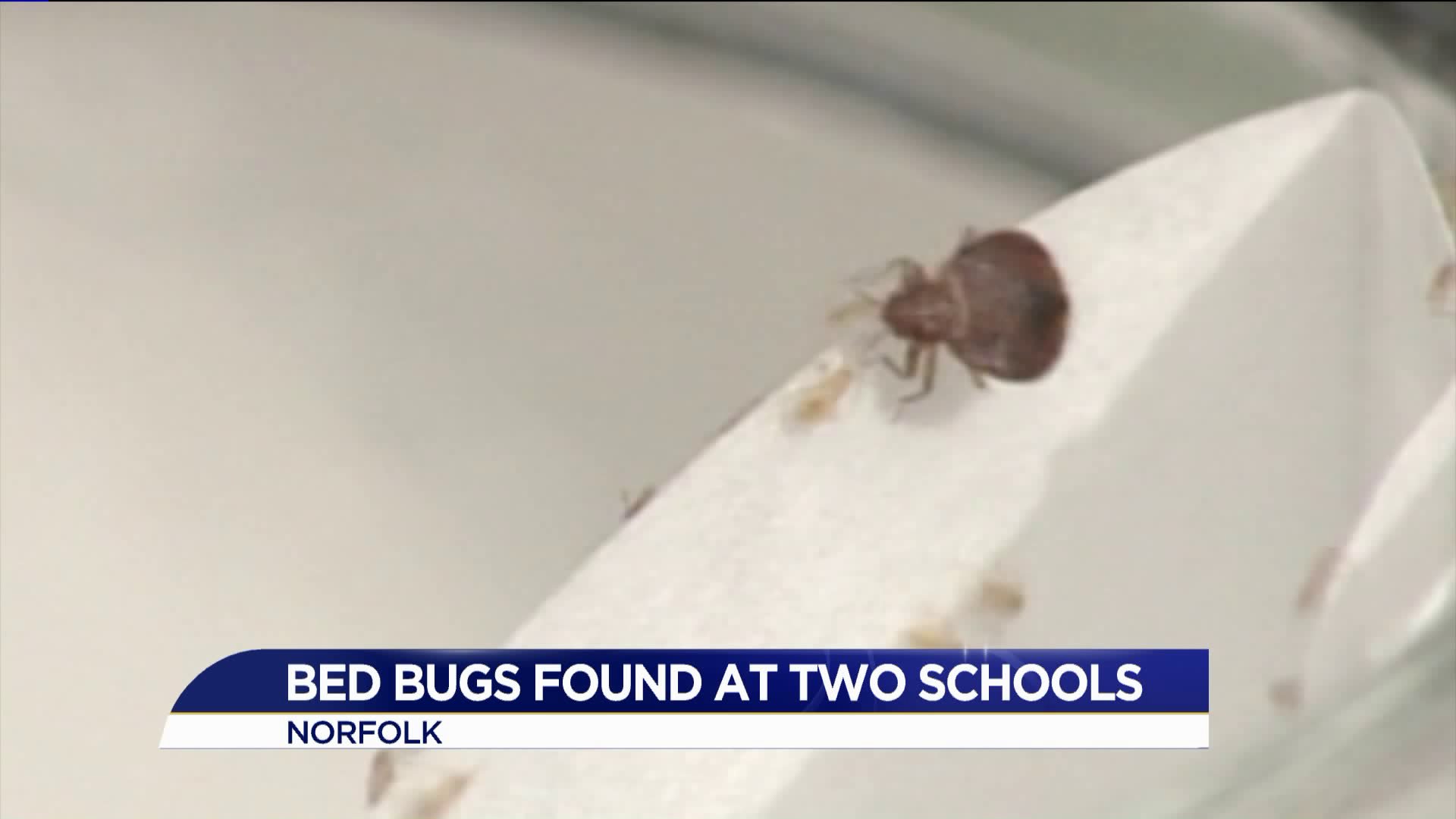 Bed bugs found in two Norfolk classrooms