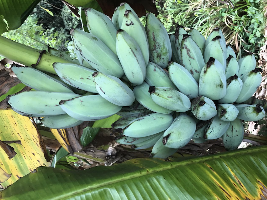 peeled blue java bananas