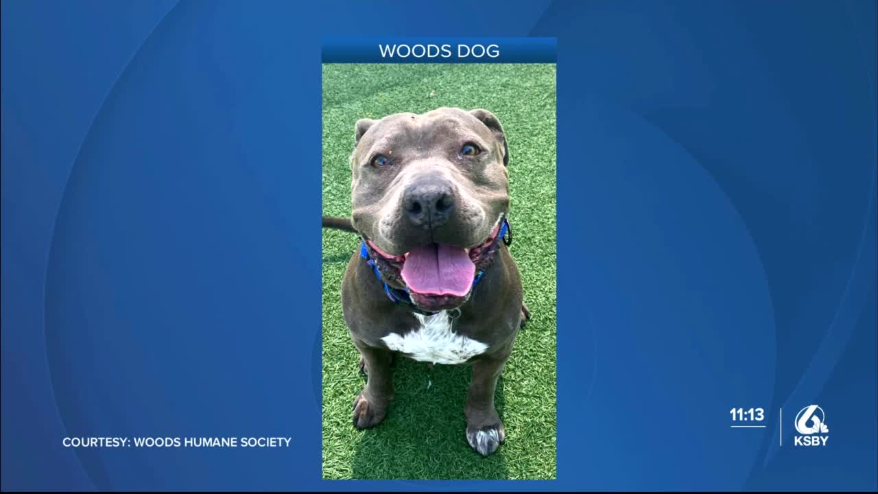 Woods Humane Society reducing adoption fees for dogs weighing more than