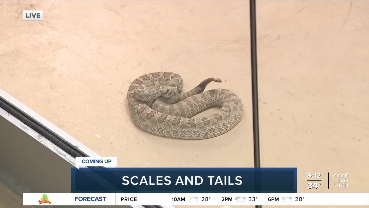Scales and Tails in Kearns, Utah