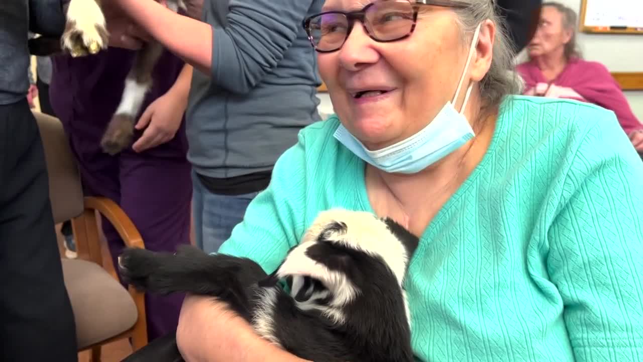 Baby goats provide special therapy at Kalispell's Brendan House