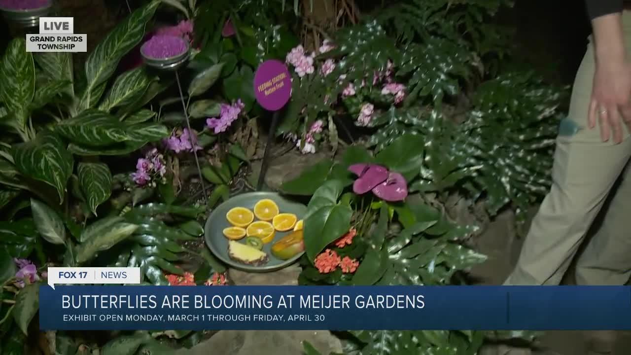 Butterflies are Blooming at Frederik Meijer Gardens