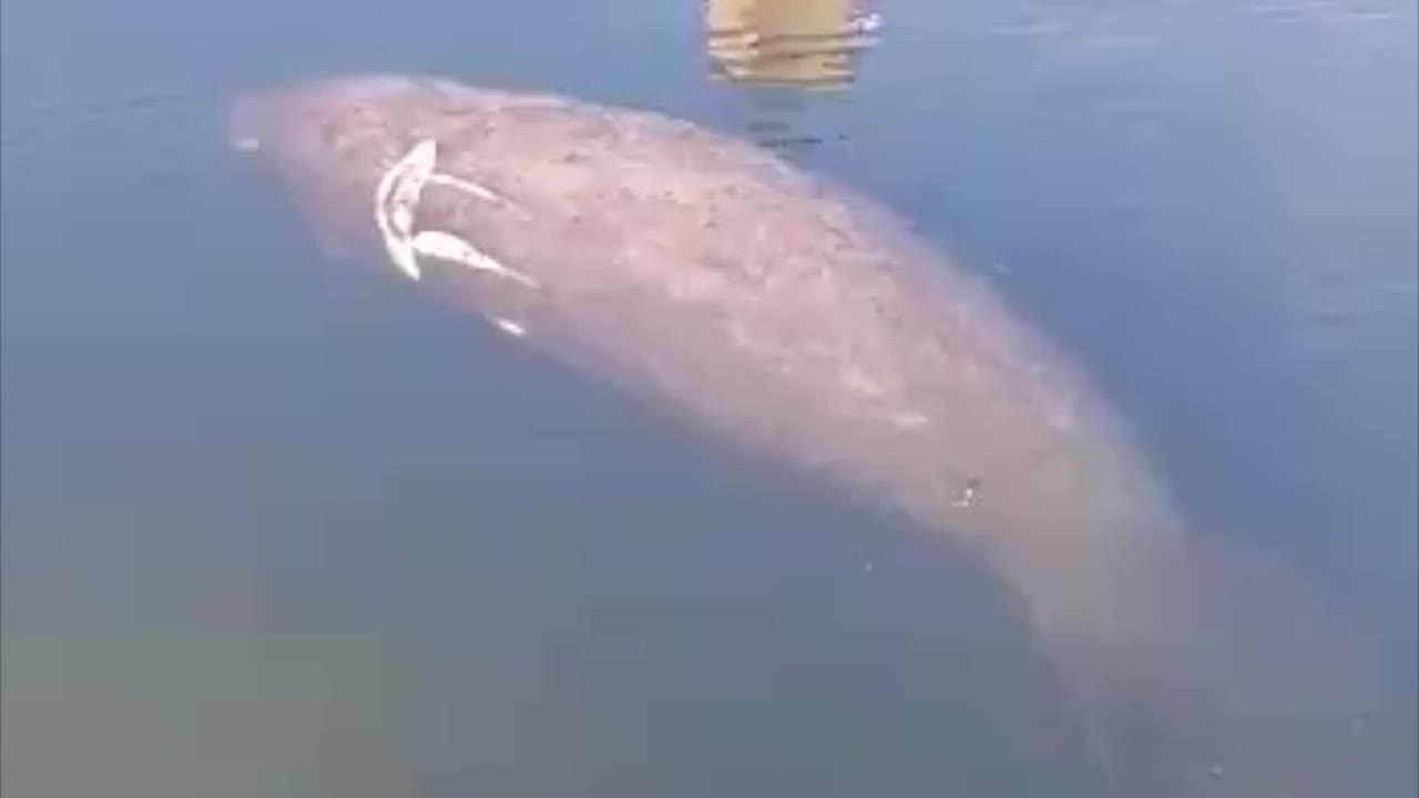 Manatee Injuries Crews helping injured manatee in Boynton Beach