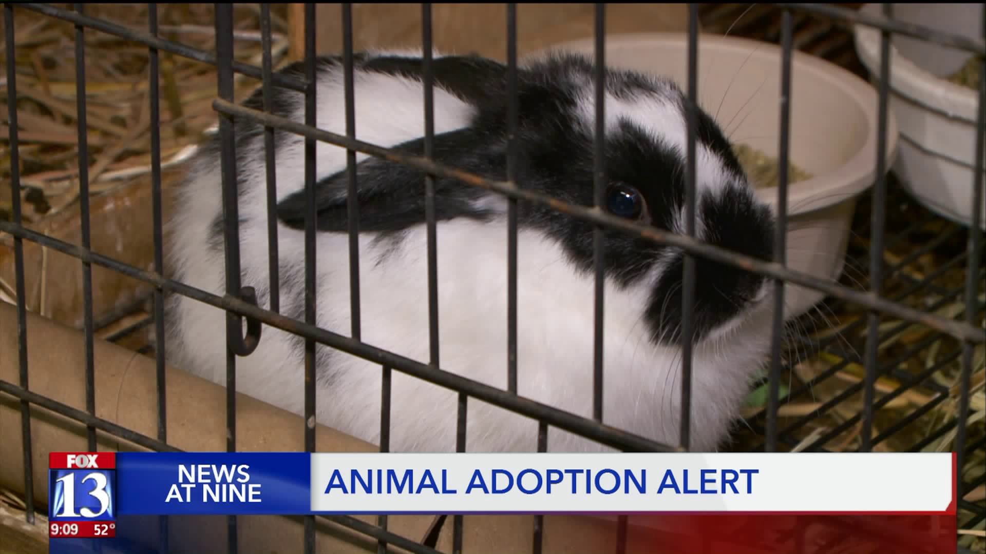 Unwanted Easter bunnies face a dire future