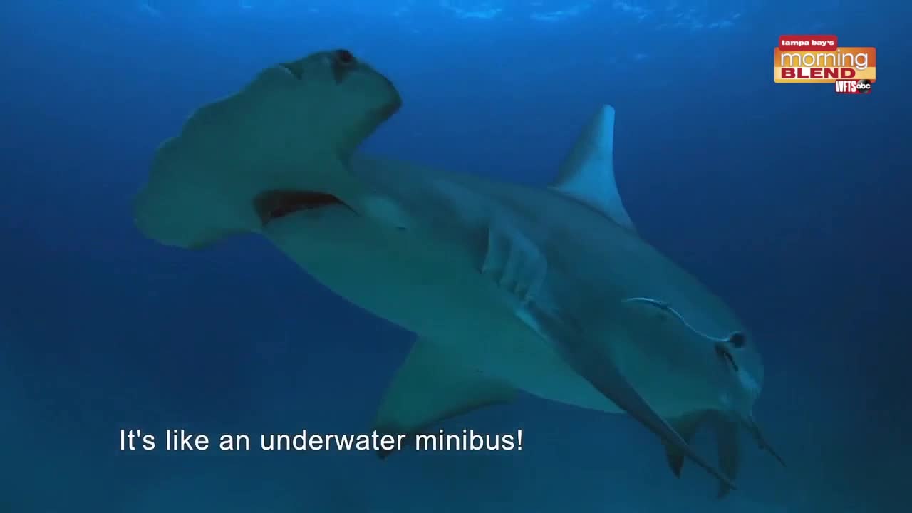 Shark Week is Back! - Vimarsana News