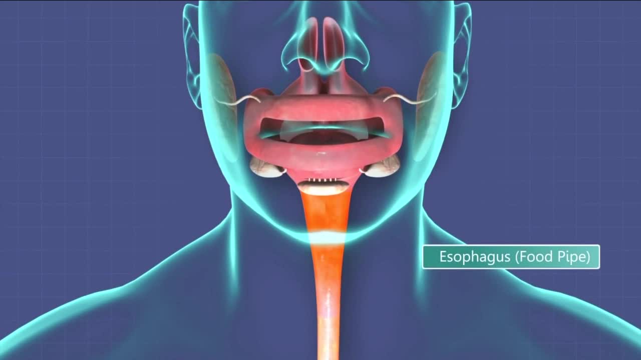 Why Esophageal Cancer Kills Most Who Are Diagnosed With It Why Esophageal Cancer Kills Most Who Are Diagnosed With It