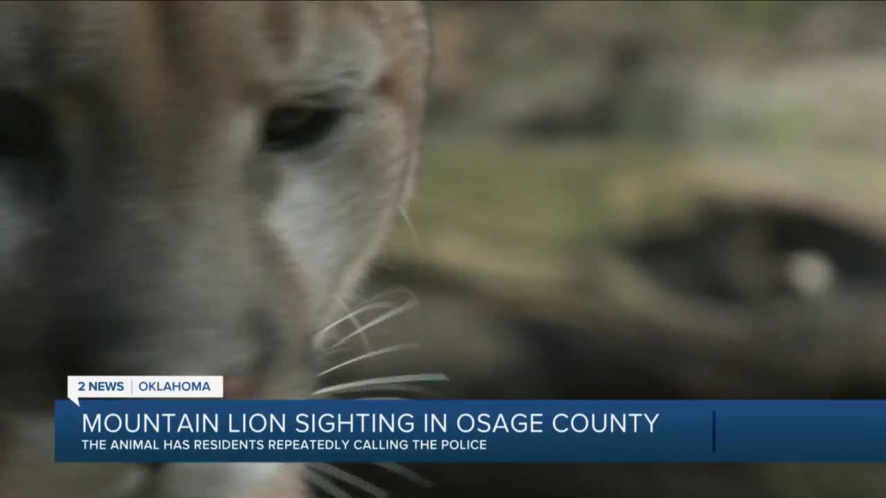 Mountain lion spotted wandering around Osage County