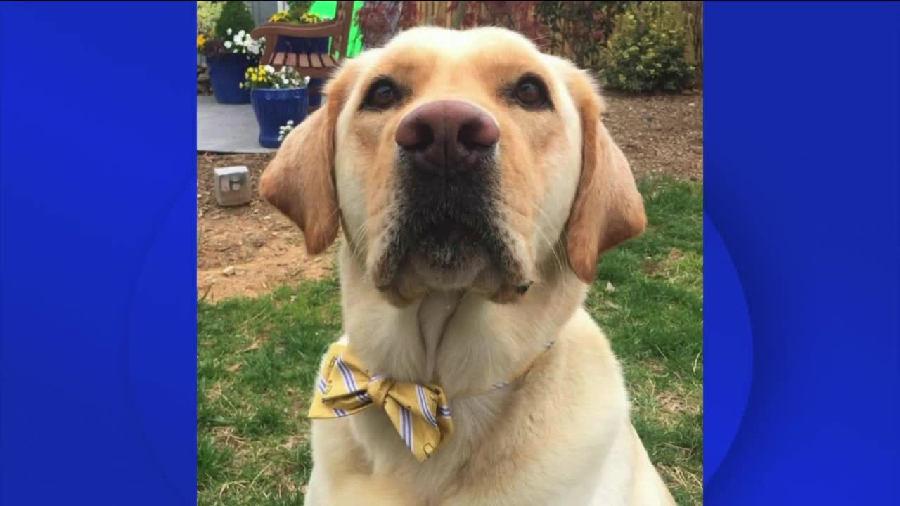 How To Support Walter The Weather Dog And Richmond Animals