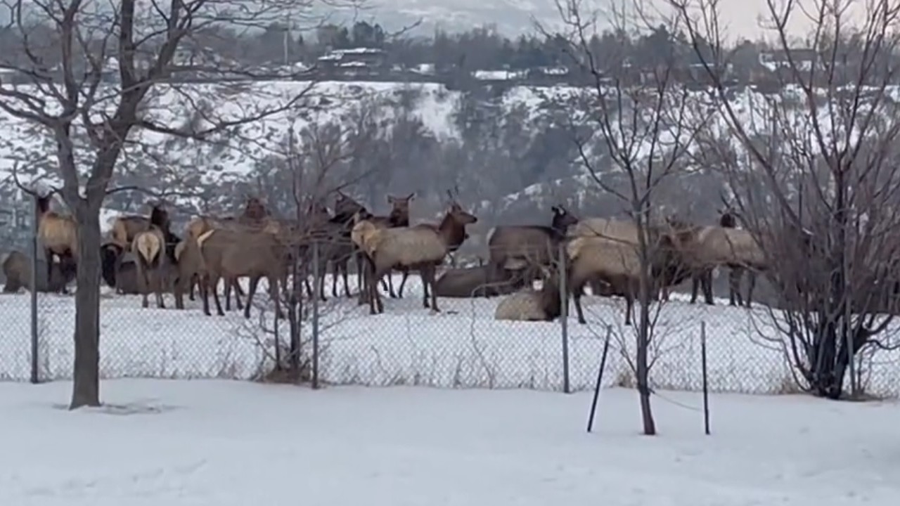 VIDEO: Large herd of elk seen running along I-80 - Vimarsana News