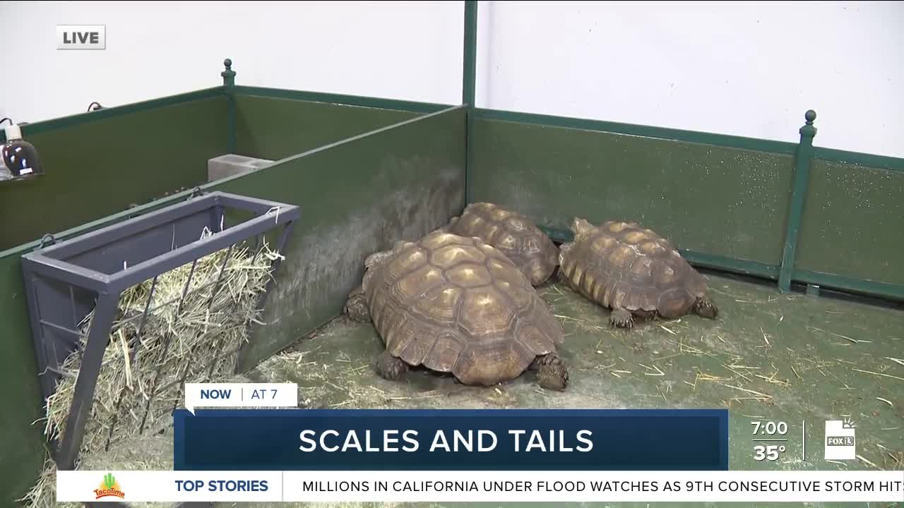 Scales and Tails in Kearns, Utah