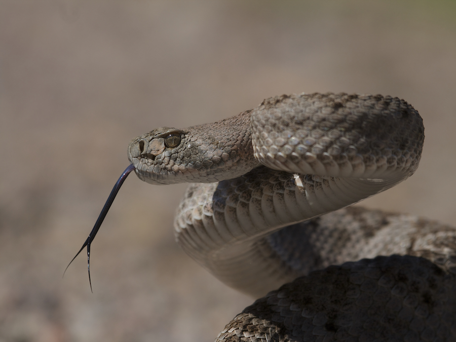 Learn how to remove rattlesnakes from your yard!