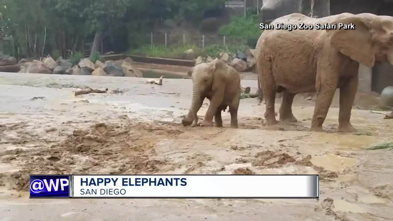 VIDEO Elephants in San Diego enjoy slippery mud bath
