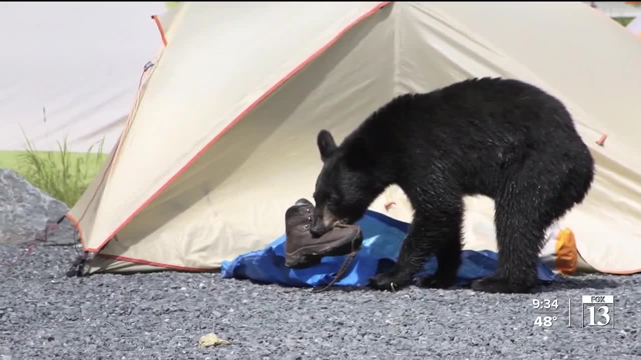 FOX 13 News 360: Handling the rare but real dangers from wildlife encounters in Utah - Vimarsana News