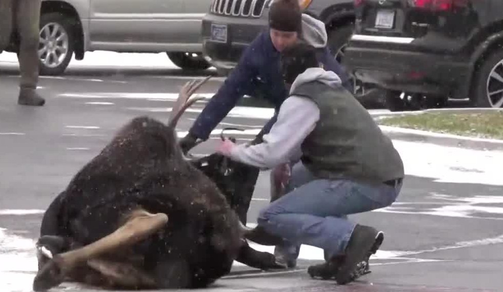 Moose captured near Target in Bozeman