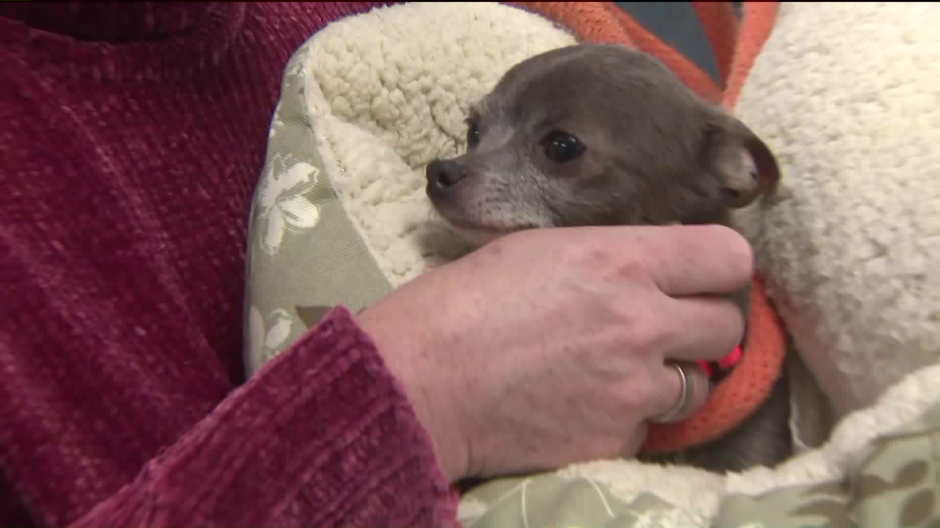More than 130 animals rescued in bust of illegal puppy mill officials