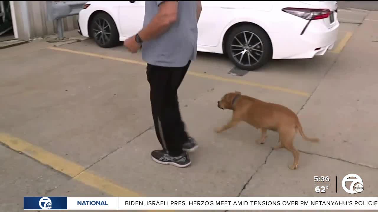 Grosse Pointe Shores debates dog breed ban after attack involving Pit Bull