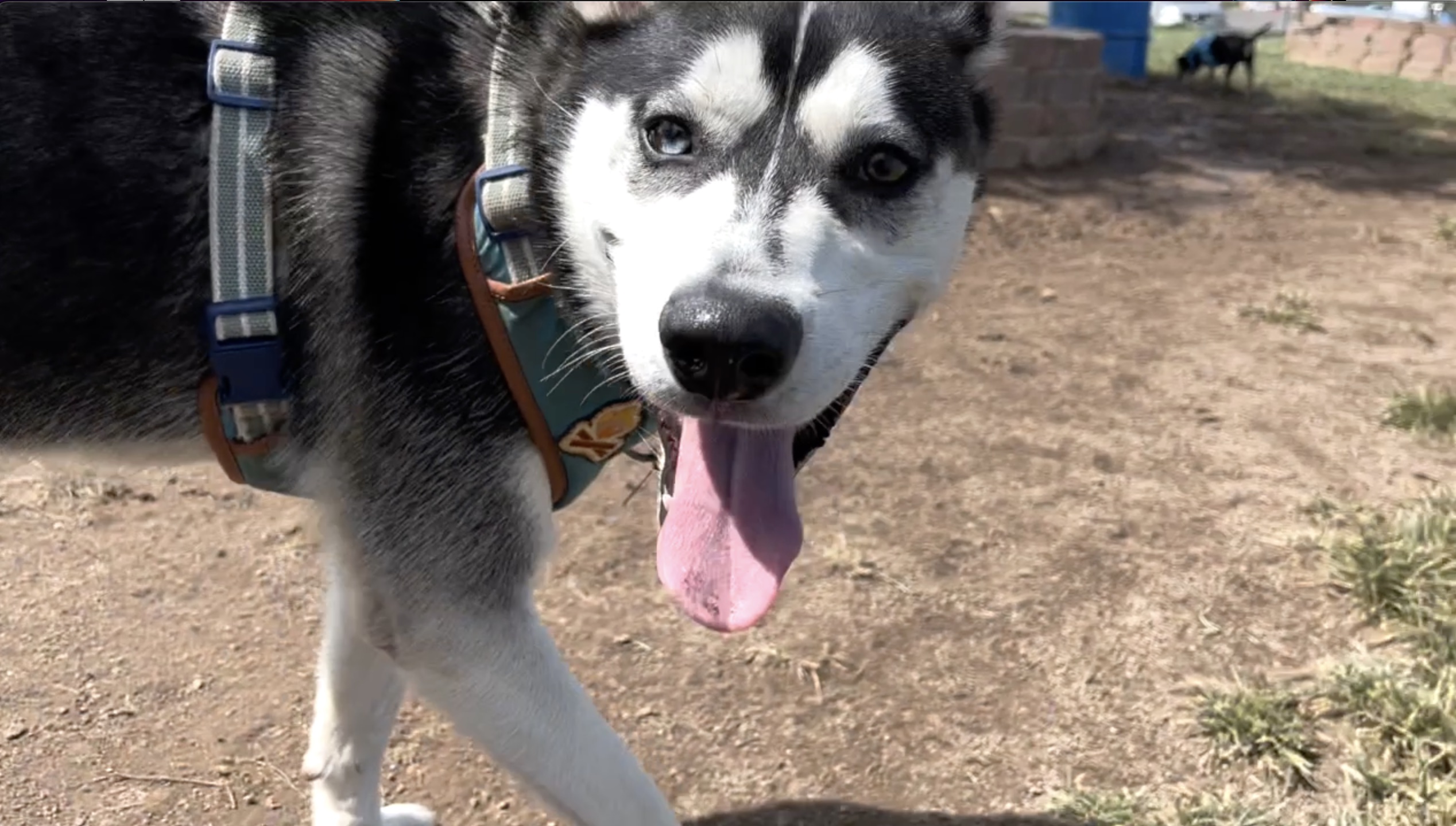Pet owners turn to cost-friendly solutions to prevent animal surrenders - Vimarsana News