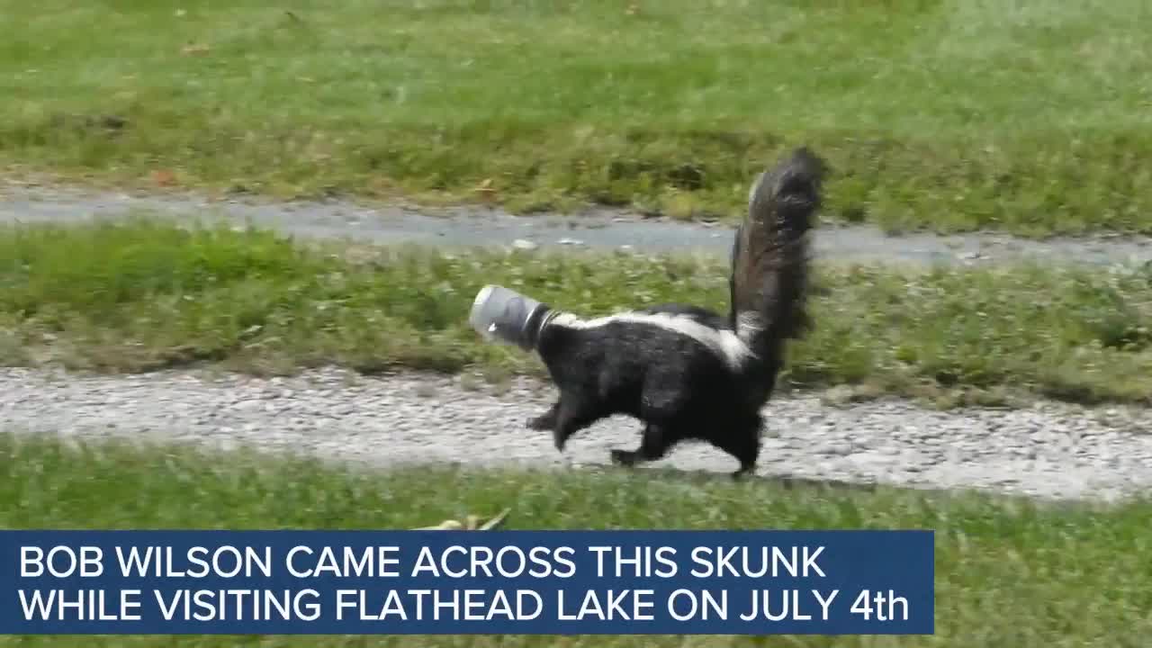 Skunk with head stuck in a jar gets a helping hand