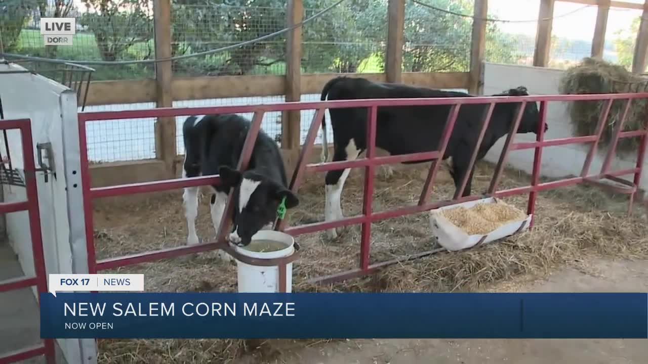 New Salem Corn Maze is back with scares and a new familyfriendly light show