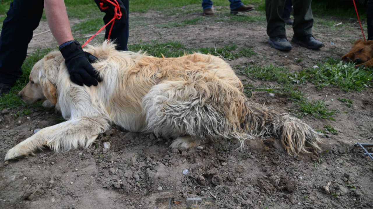 83 dogs found in 'deplorable conditions' in Spanish Fork - Vimarsana News