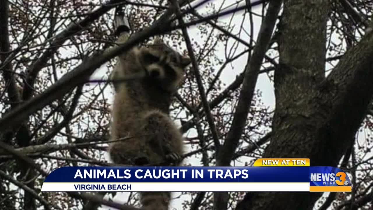 Virginia Beach Animal Control investigating illegal trapping