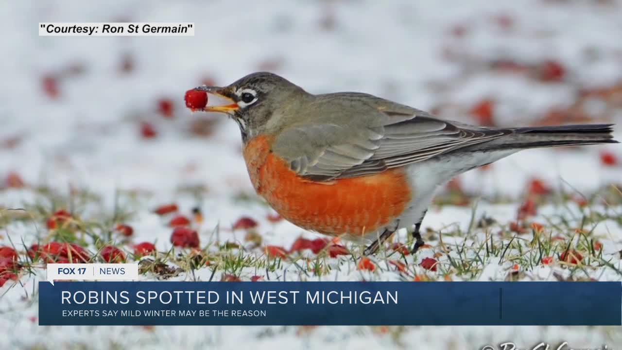 People are spotting a lot of robins in West Michigan this winter