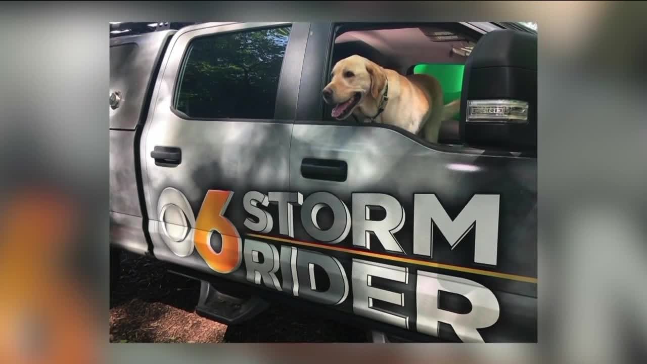 How To Support Walter The Weather Dog In RAL s Calendar Contest